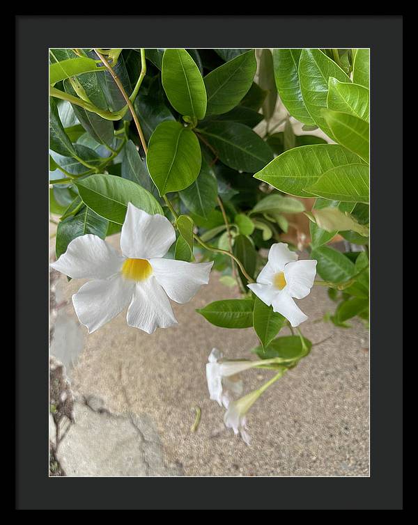 White Sidewalk Flower - Framed Print