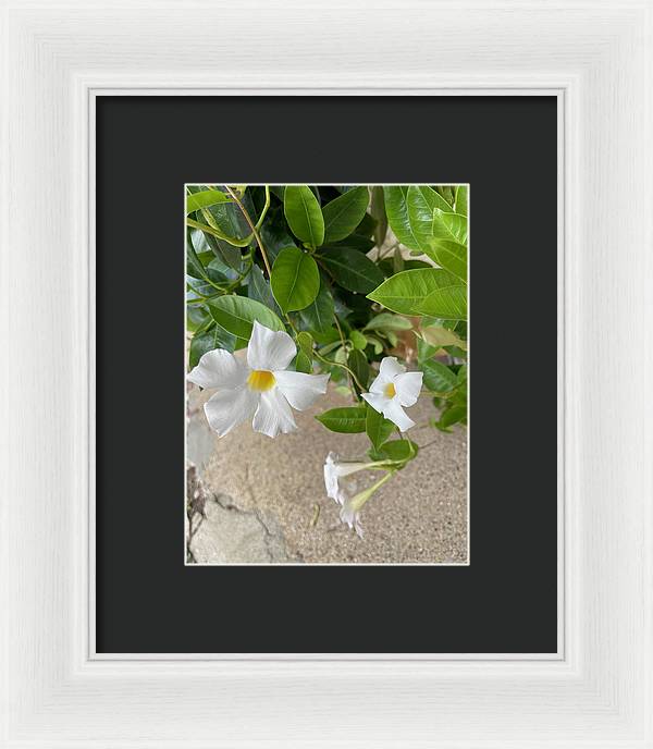 White Sidewalk Flower - Framed Print