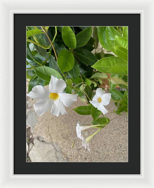 White Sidewalk Flower - Framed Print