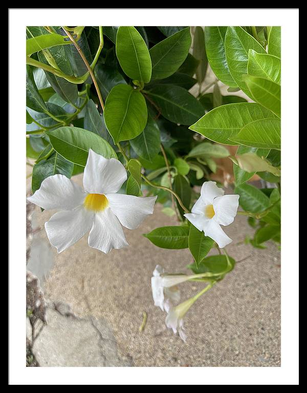 White Sidewalk Flower - Framed Print
