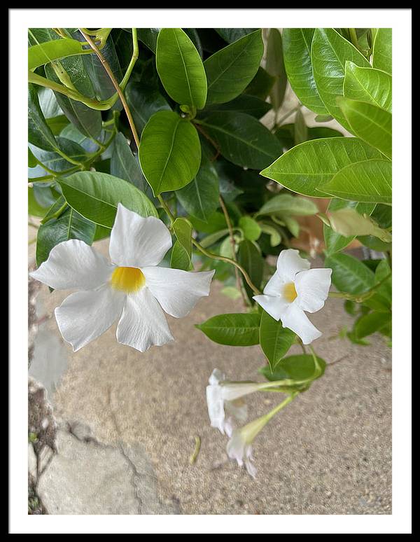 White Sidewalk Flower - Framed Print