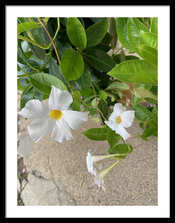 White Sidewalk Flower - Framed Print