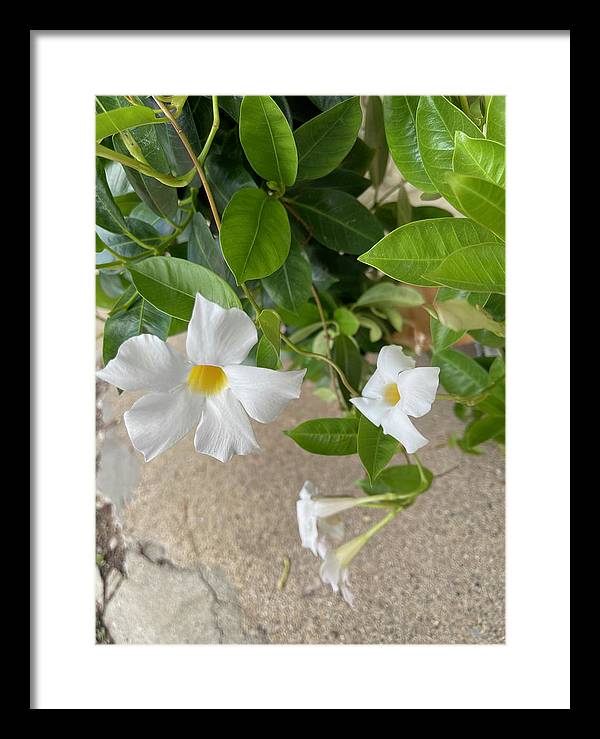 White Sidewalk Flower - Framed Print