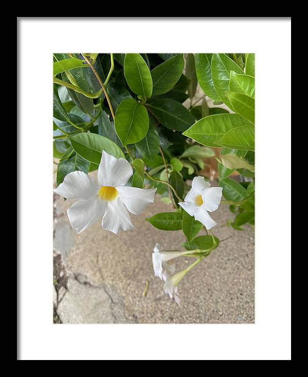 White Sidewalk Flower - Framed Print