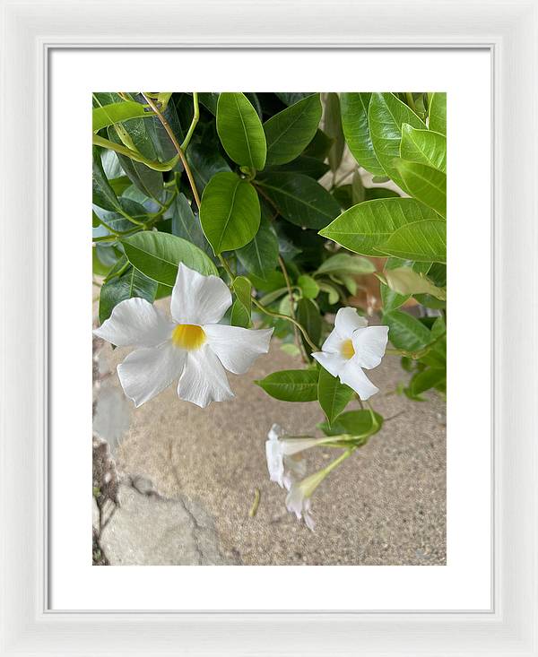 White Sidewalk Flower - Framed Print