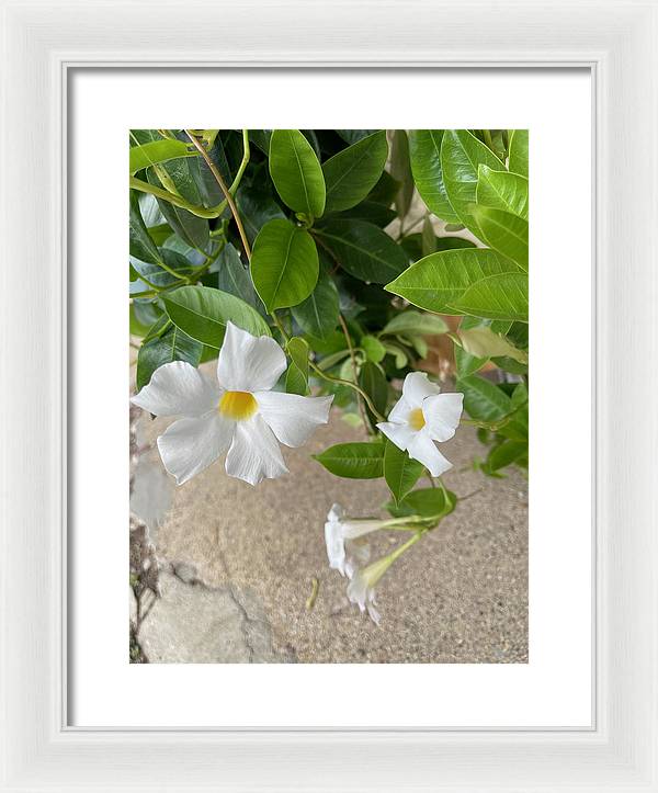 White Sidewalk Flower - Framed Print