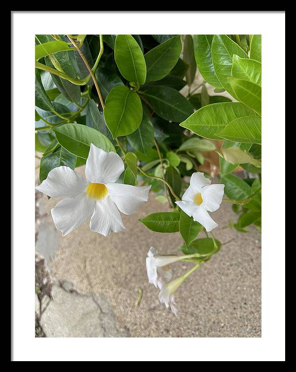 White Sidewalk Flower - Framed Print