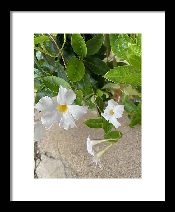 White Sidewalk Flower - Framed Print