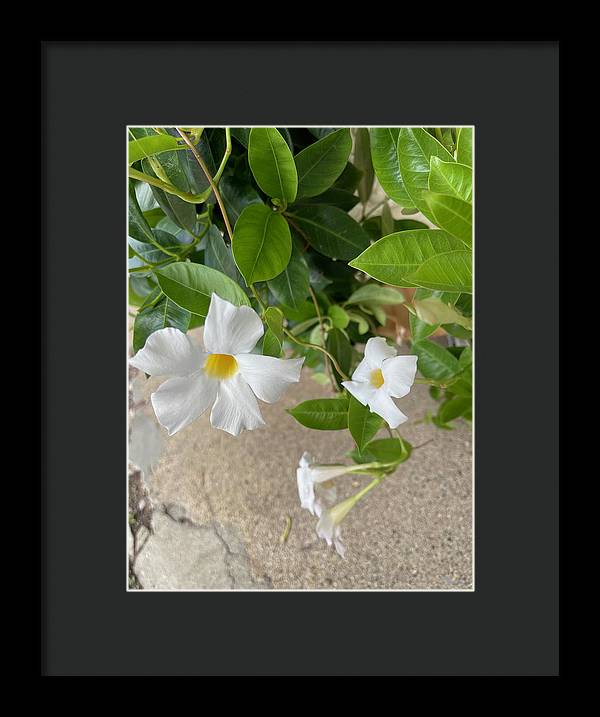 White Sidewalk Flower - Framed Print
