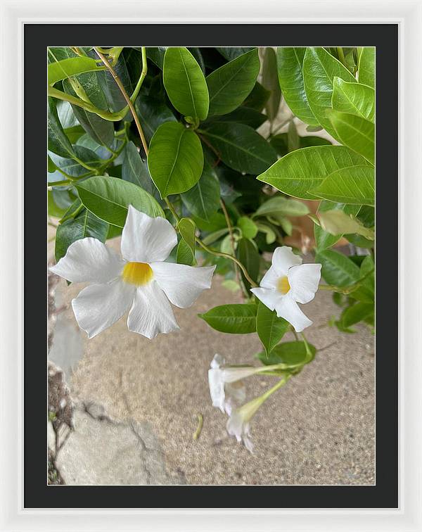 White Sidewalk Flower - Framed Print