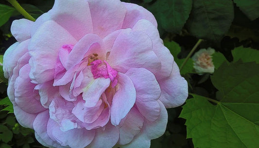Wild Random Pink Rose Digital Image Download