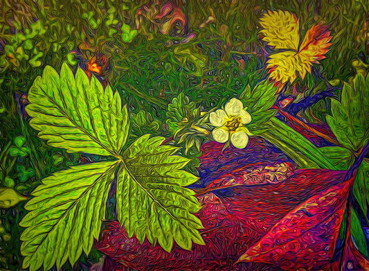 Wild Strawberry Plant Digital Image Download
