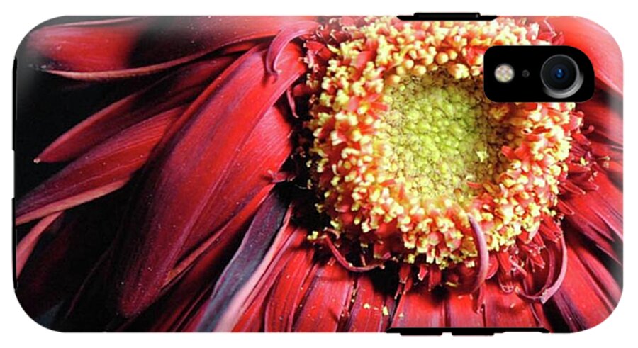 Wilting Red Daisy - Phone Case