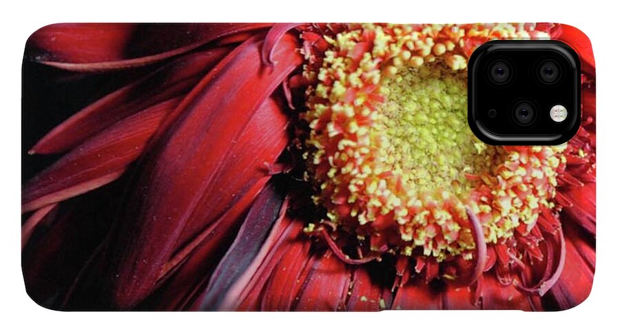 Wilting Red Daisy - Phone Case