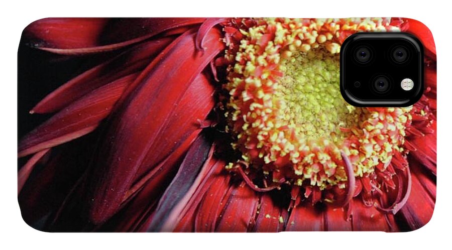Wilting Red Daisy - Phone Case