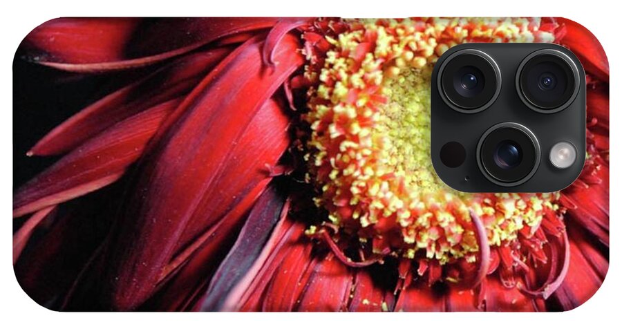 Wilting Red Daisy - Phone Case