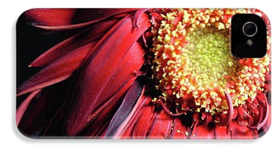 Wilting Red Daisy - Phone Case
