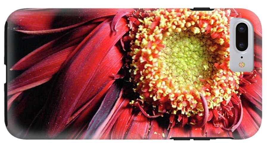 Wilting Red Daisy - Phone Case