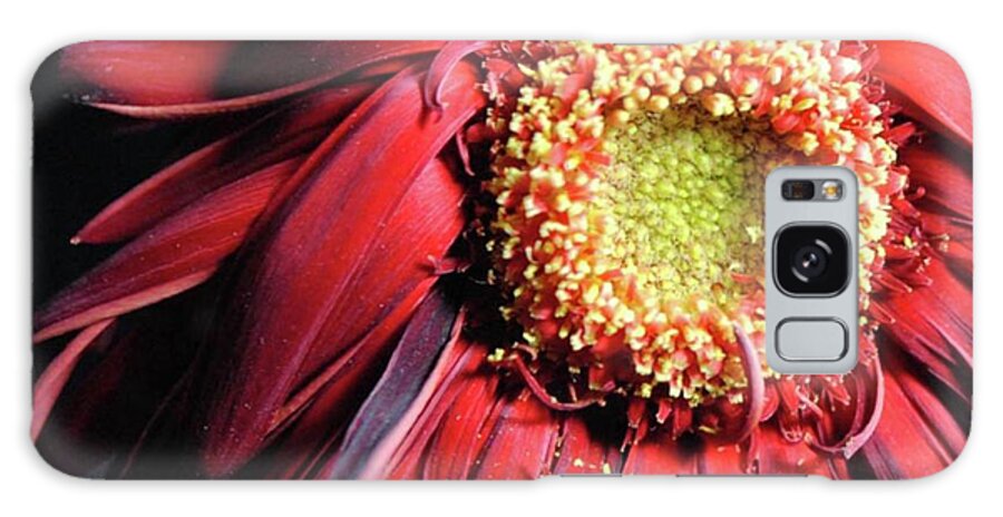 Wilting Red Daisy - Phone Case