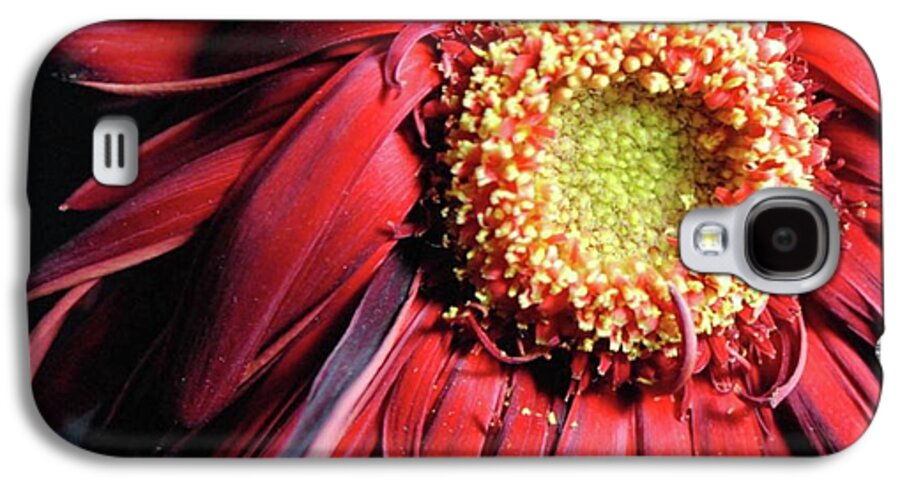 Wilting Red Daisy - Phone Case