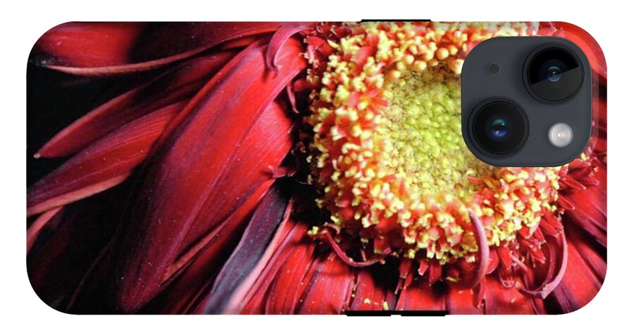 Wilting Red Daisy - Phone Case