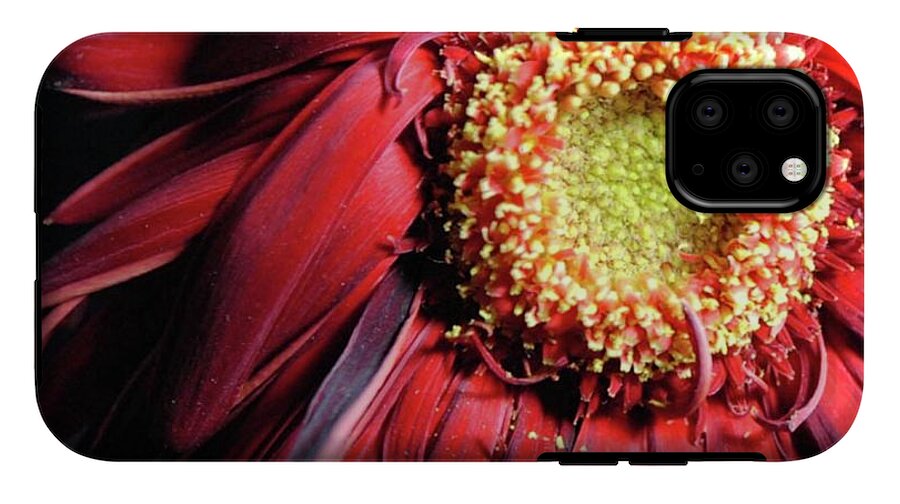 Wilting Red Daisy - Phone Case