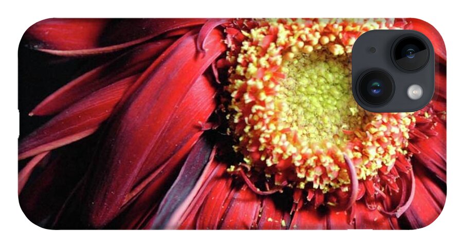 Wilting Red Daisy - Phone Case