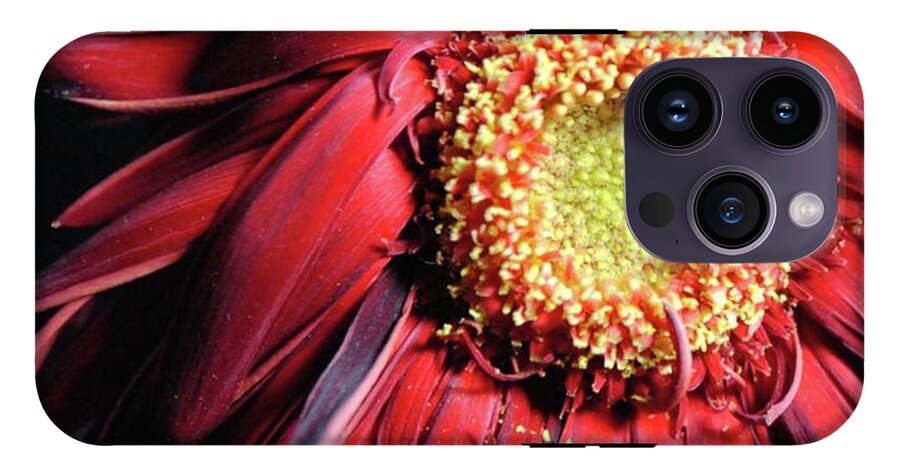 Wilting Red Daisy - Phone Case
