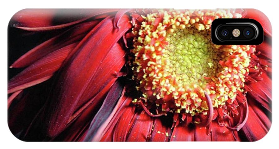 Wilting Red Daisy - Phone Case