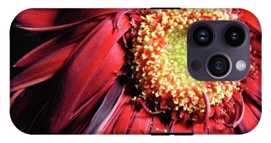 Wilting Red Daisy - Phone Case