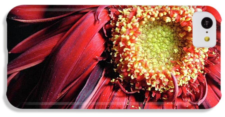 Wilting Red Daisy - Phone Case