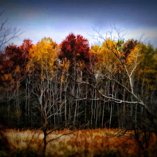 Wisconsin Woods In The Fall digital Image Download