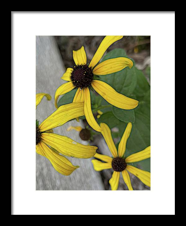 Yellow Cone Flower Close Up - Framed Print
