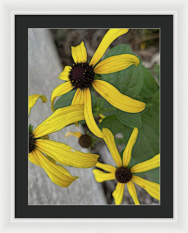 Yellow Cone Flower Close Up - Framed Print