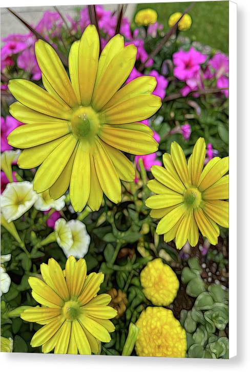 Yellow Daisy Garden - Canvas Print