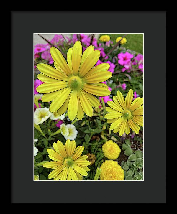 Yellow Daisy Garden - Framed Print