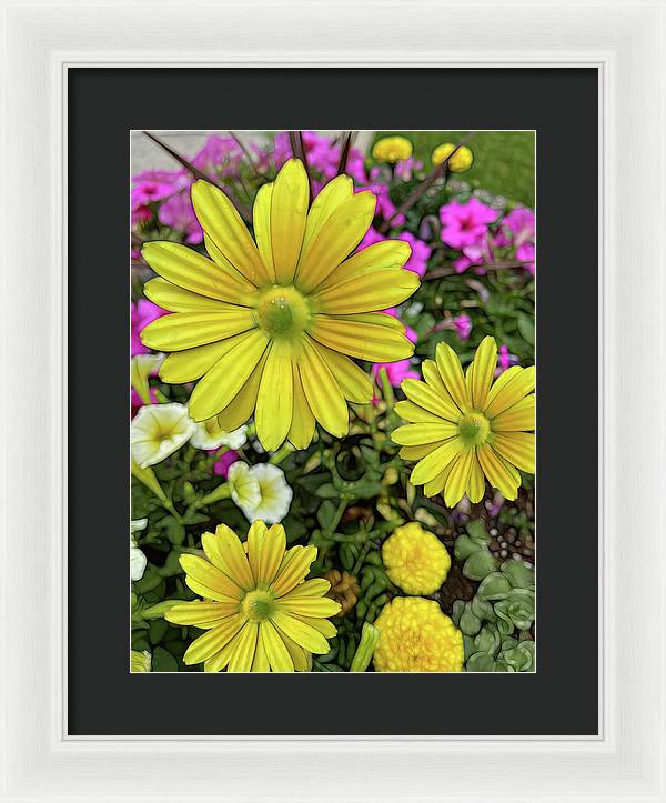 Yellow Daisy Garden - Framed Print