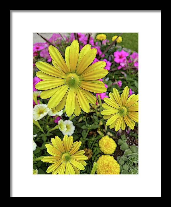 Yellow Daisy Garden - Framed Print