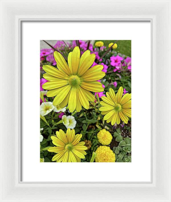 Yellow Daisy Garden - Framed Print