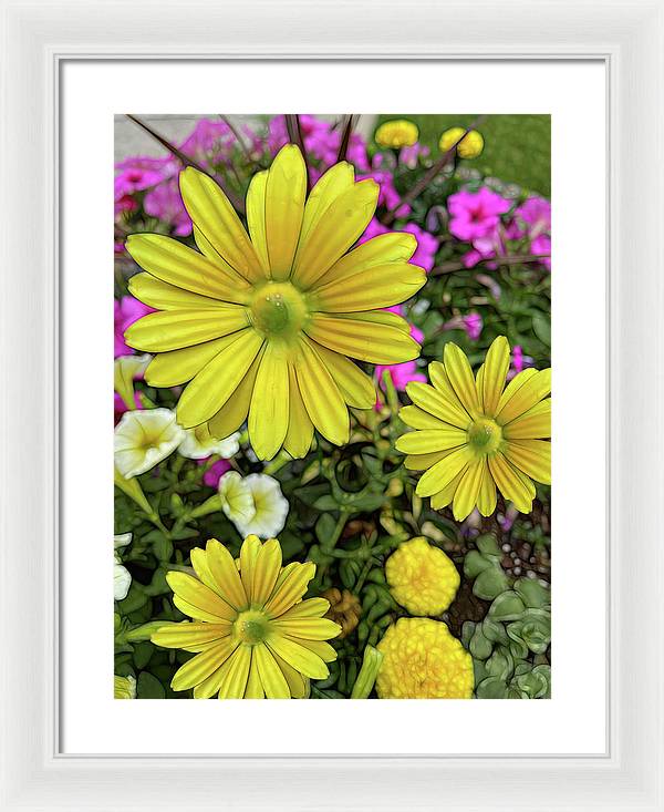 Yellow Daisy Garden - Framed Print