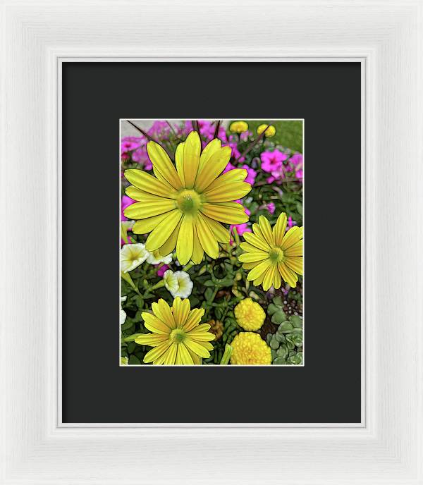 Yellow Daisy Garden - Framed Print
