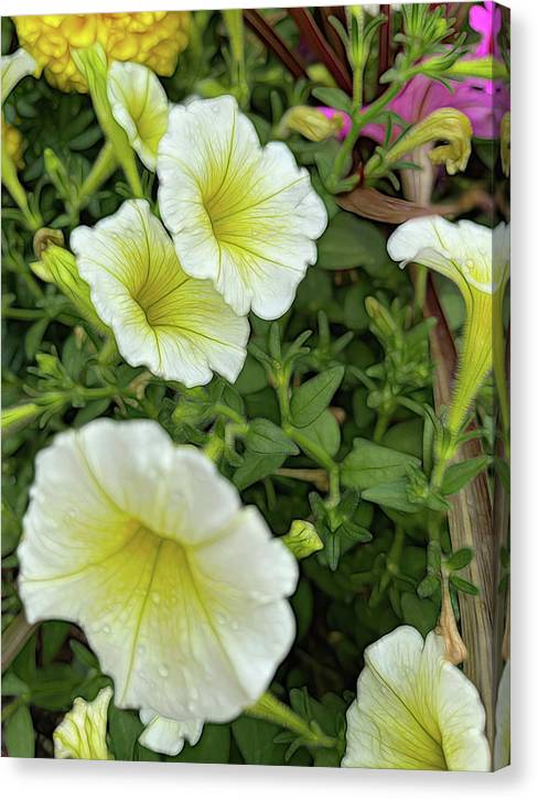 Yellow Petunias - Canvas Print