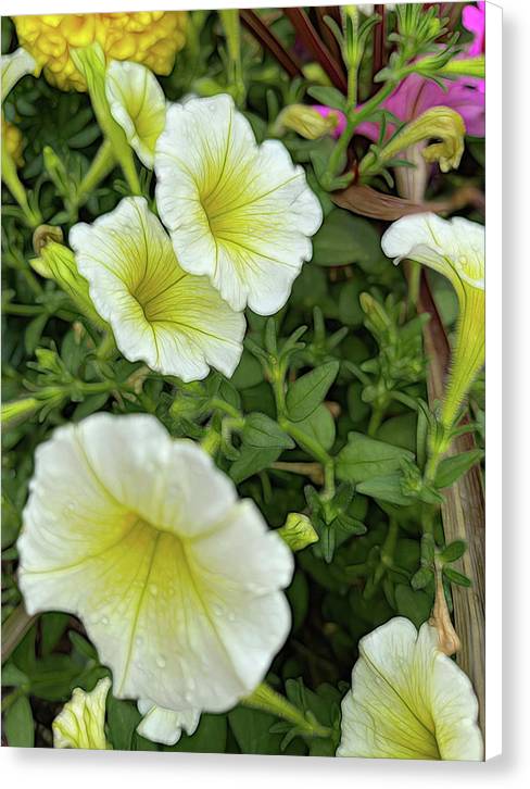 Yellow Petunias - Canvas Print