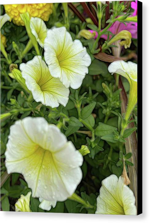 Yellow Petunias - Canvas Print