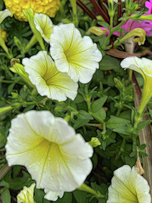 Yellow Petunias - Art Print
