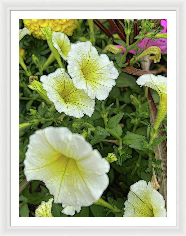 Yellow Petunias - Framed Print