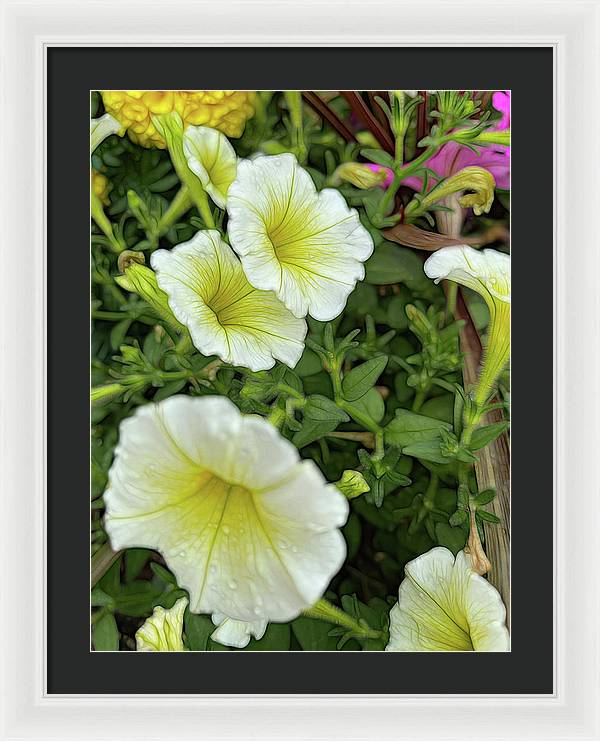 Yellow Petunias - Framed Print