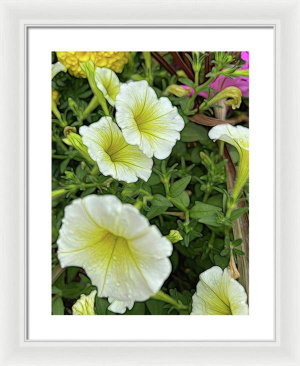 Yellow Petunias - Framed Print