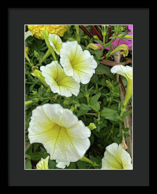 Yellow Petunias - Framed Print