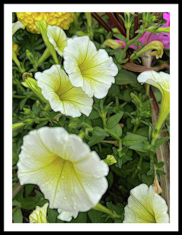 Yellow Petunias - Framed Print